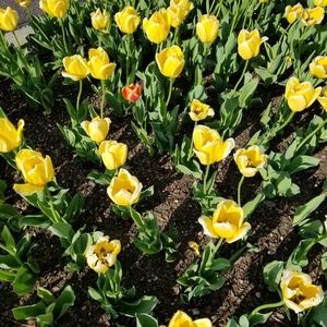 Meet your Posher, Veronica